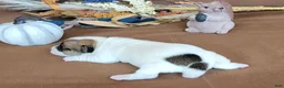 Jack Russell Terrier dogs for sale: Tara female JRT purebred  - Ad 5