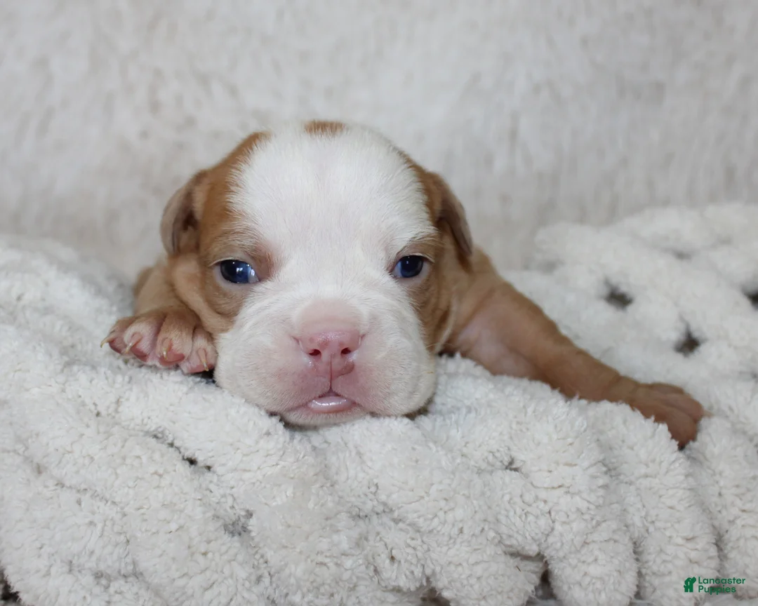 English Bulldog dogs for sale: Kallie - Ad 2