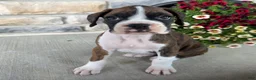 Boxer dogs for sale: Daphne - Ad 1