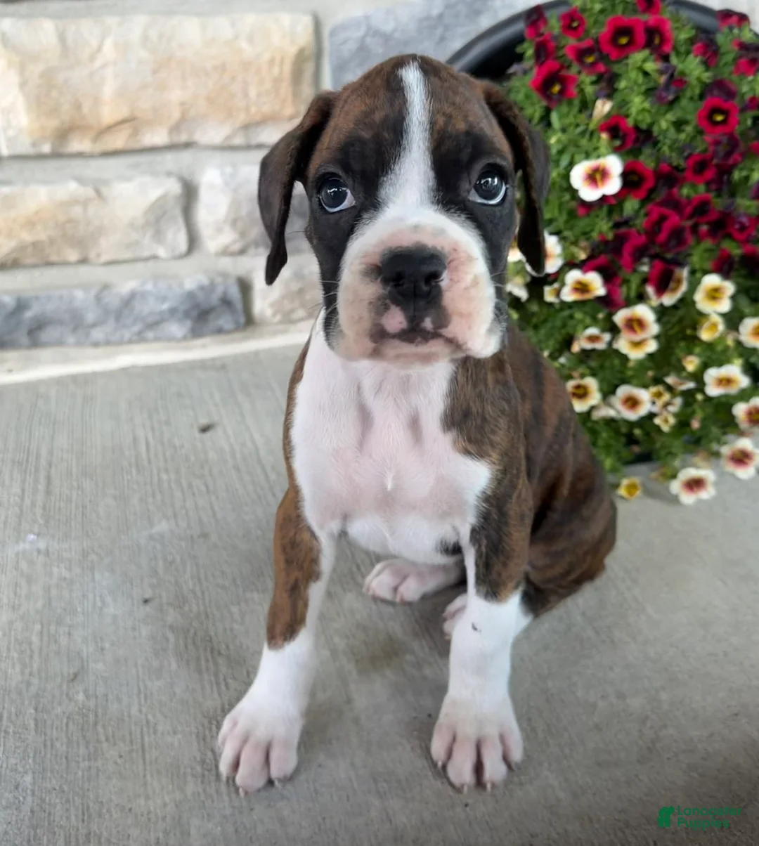 Boxer dogs for sale: Daphne - Ad 1
