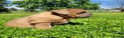 English Bulldog dogs for sale: Forrest - Ad 3