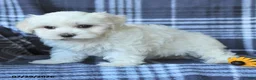 Maltese dogs for sale: Dora - Ad 3