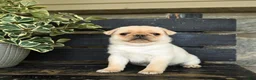 Pug dogs for sale: Frido - Ad 1