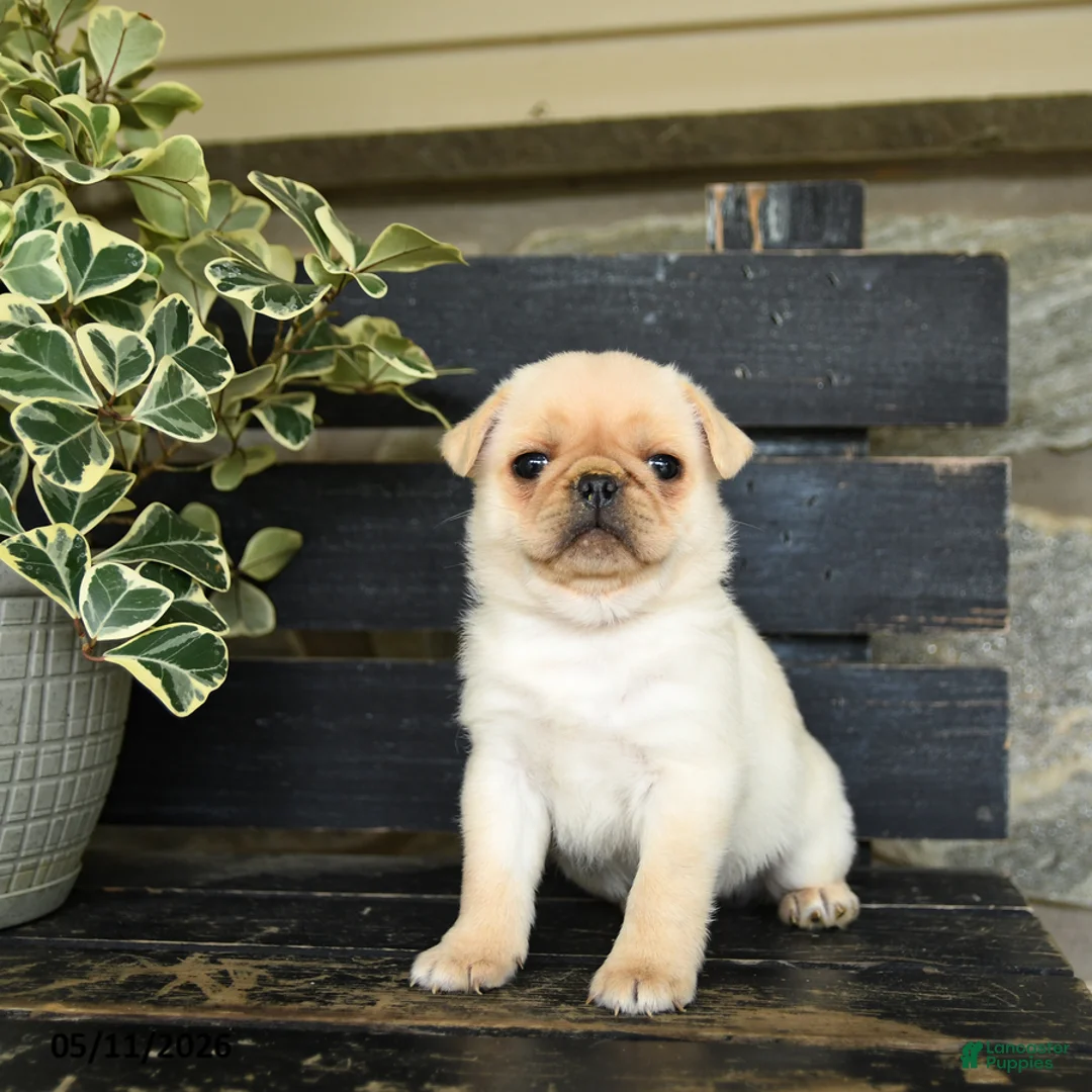 Pug dogs for sale: Frido - Ad 1