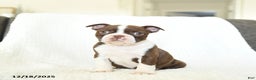 Boston Terrier dogs for sale: Maple   - Ad 2