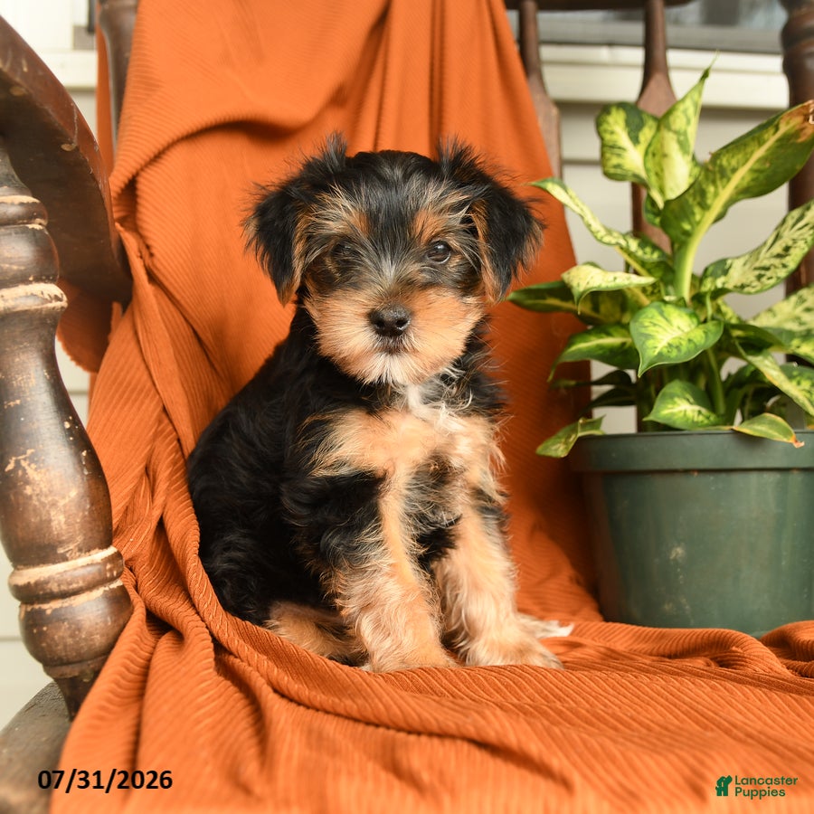 Yorkshire Terrier dogs Merphy - Ad 1