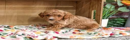 Miniature Poodle dogs for sale: Alaina - Ad 4