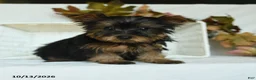 Yorkshire Terrier dogs for sale: Tojo - Ad 1