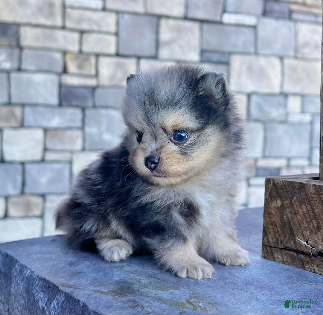 Blue merle Pomeranian Puppies for sale Lancaster Puppies