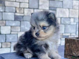 Pomeranian dogs - Ad 13