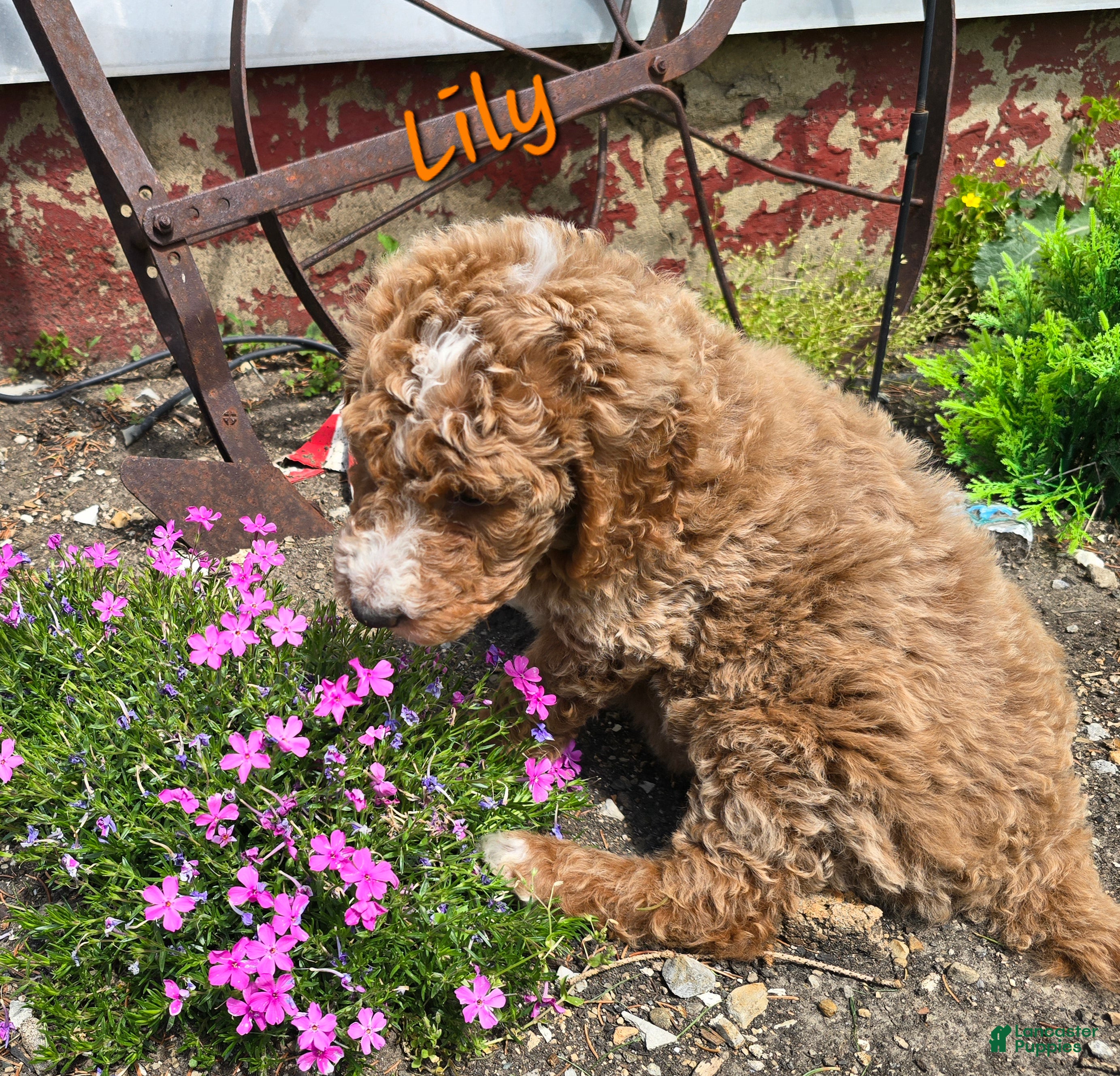 Goldendoodle dogs Goldendoodle Puppy 4 - Ad 38