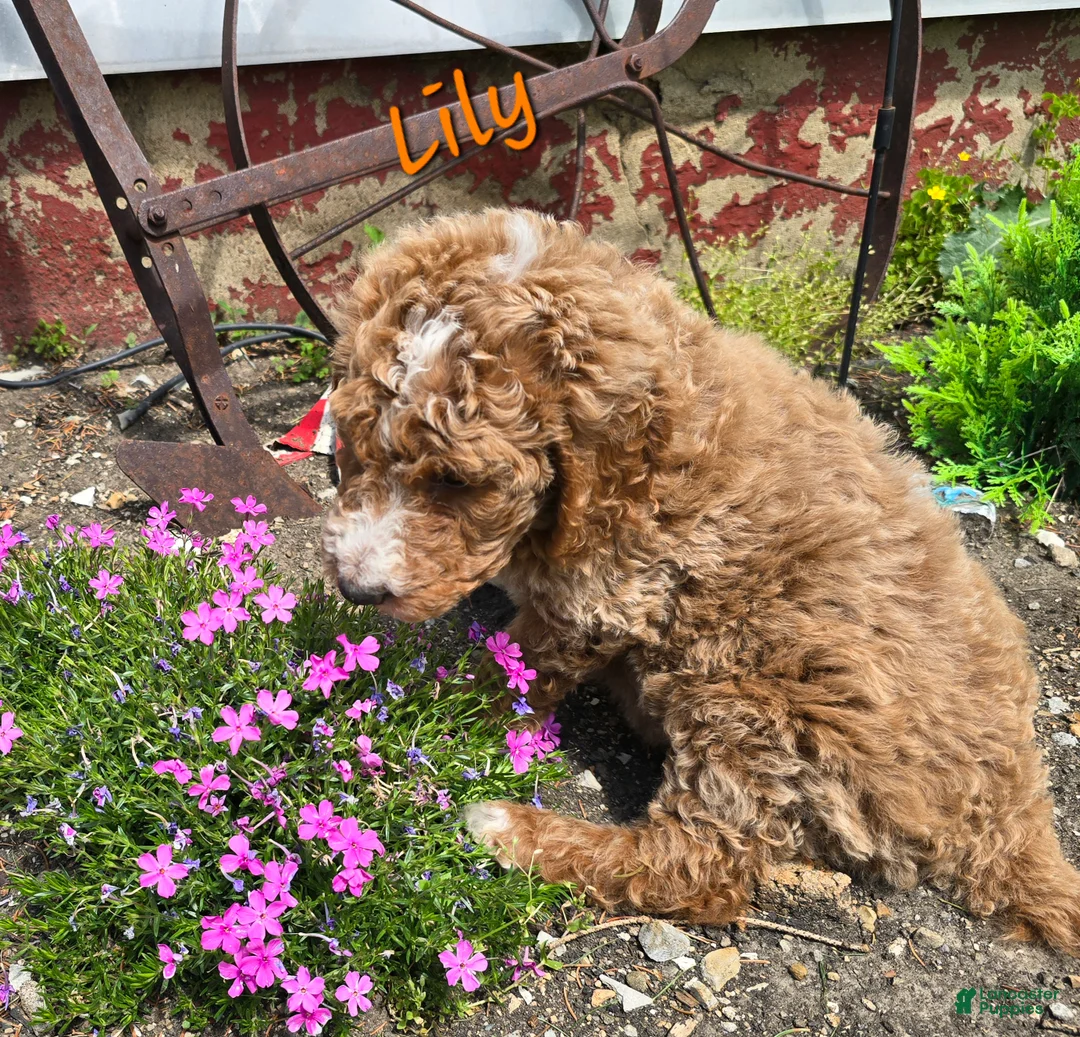 Goldendoodle dogs for sale: Goldendoodle Puppy 4 - Ad 1
