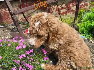 Goldendoodle dogs Goldendoodle Puppy 4 - Ad 38