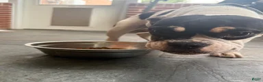 Mixed Breed 5