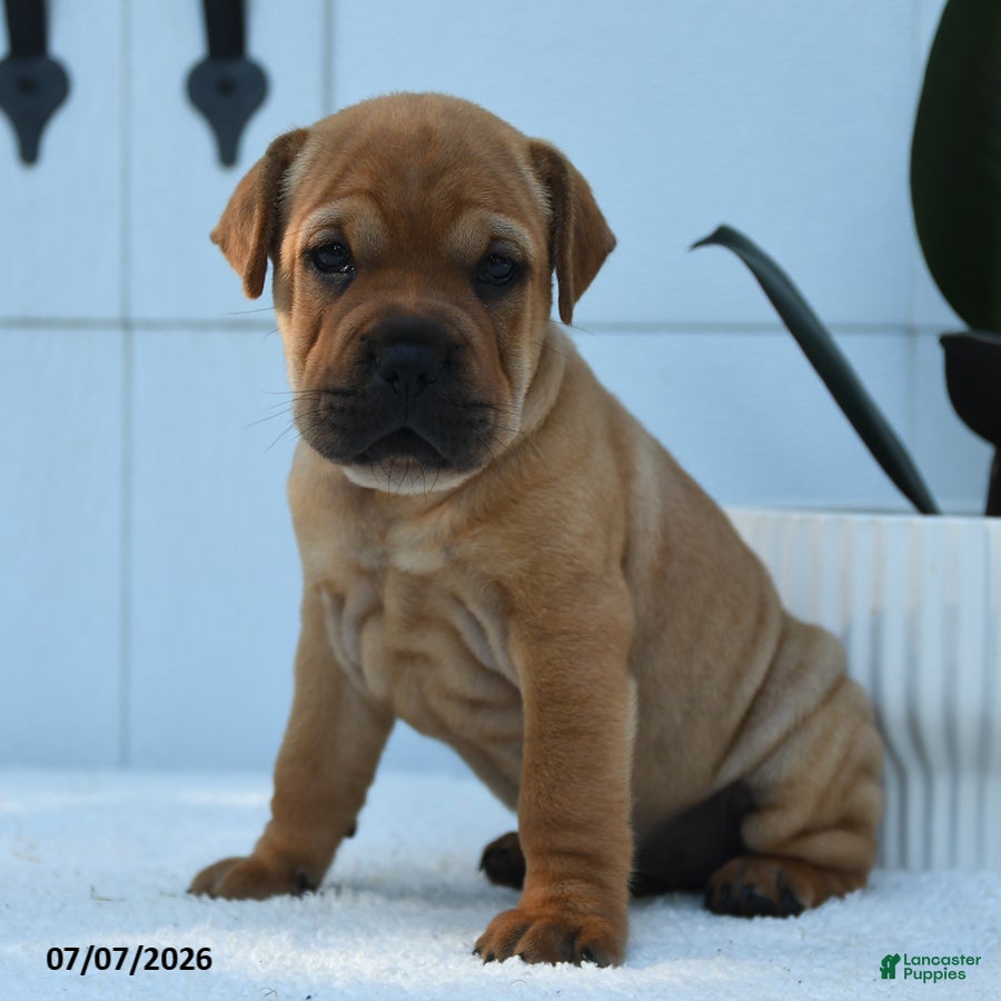 Mini Hippo dogs Tanner - Ad 1