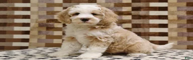 Buddy