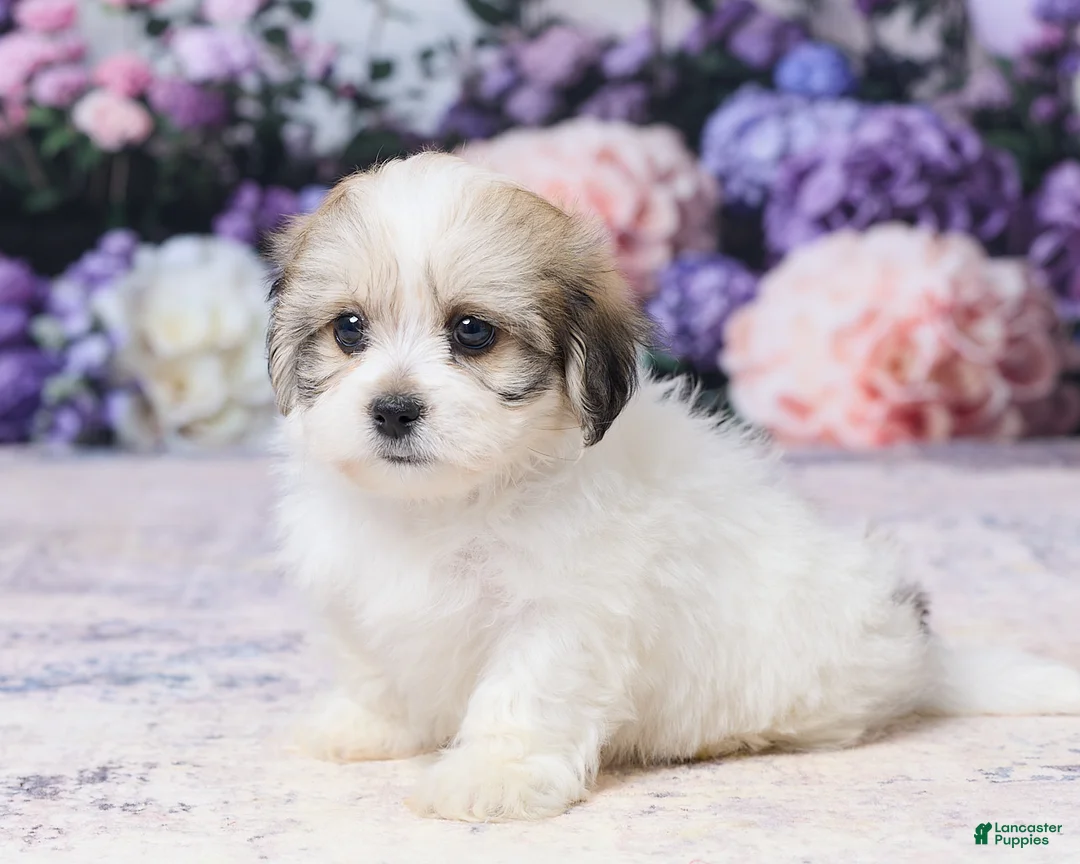 Teddy Bear dogs for sale: Joey - Ad 2