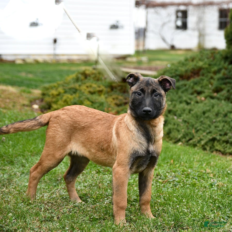 Belgian Malinois dogs Pearl  - Ad 3