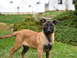 Belgian Malinois dogs Pearl - Ad 1
