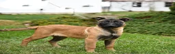 Belgian Malinois dogs for sale: Pearl  - Ad 6