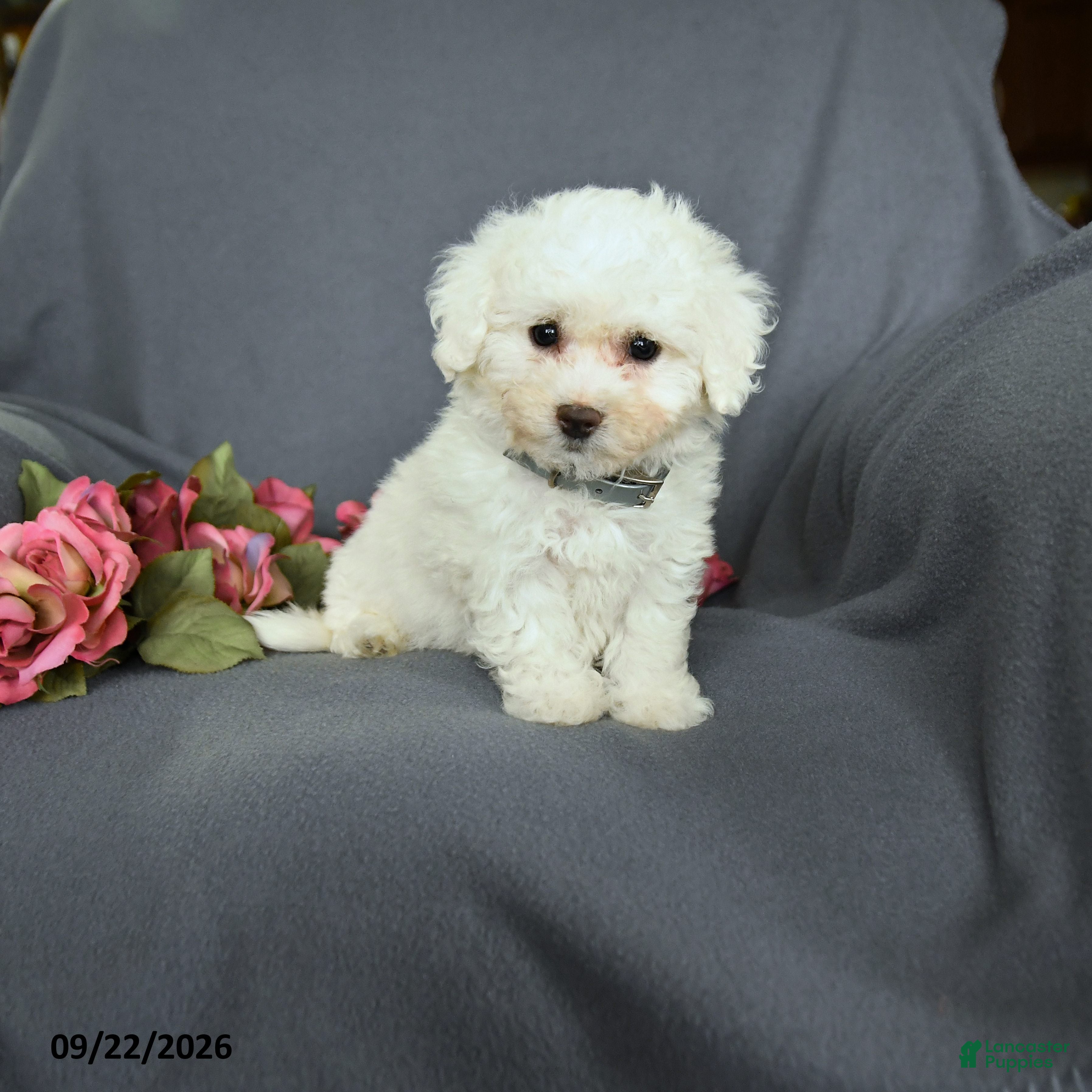 Bichon Frise dogs for sale: Libby - Ad 2