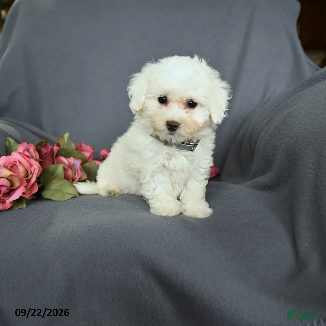 Bichon Frise dogs for sale: Libby - Ad 1