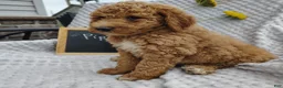 Mini Goldendoodle dogs for sale: Piper - Ad 1