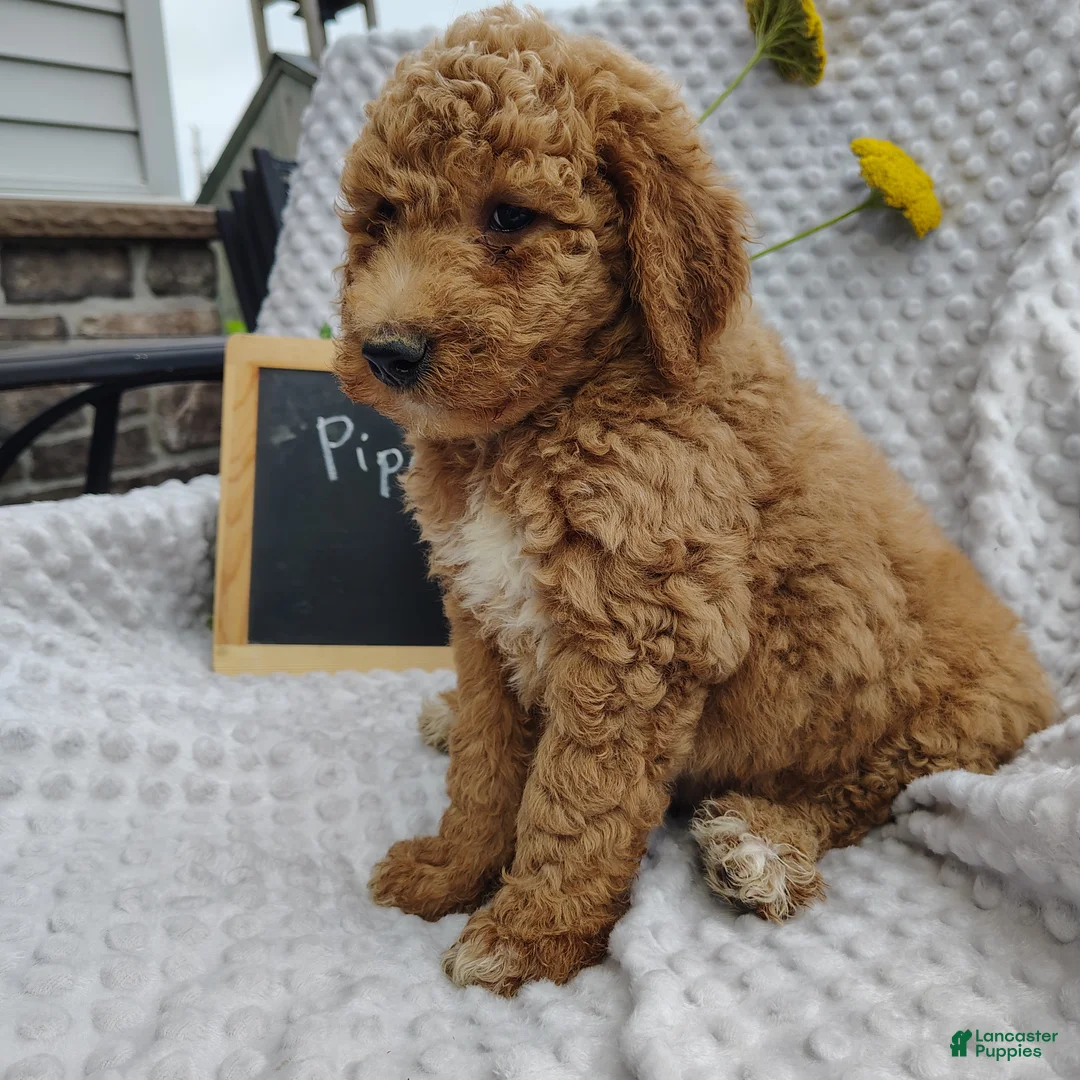 Mini Goldendoodle dogs for sale: Piper - Ad 1