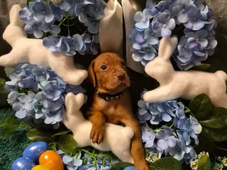 Vizsla dogs Black Collar - Ad 10