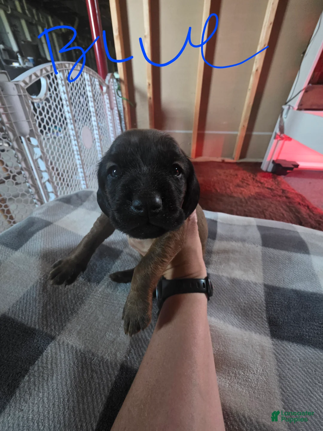 Other breed dogs for sale: Bavarian Mountain Scent Hound Blue Male Puppy - Ad 2