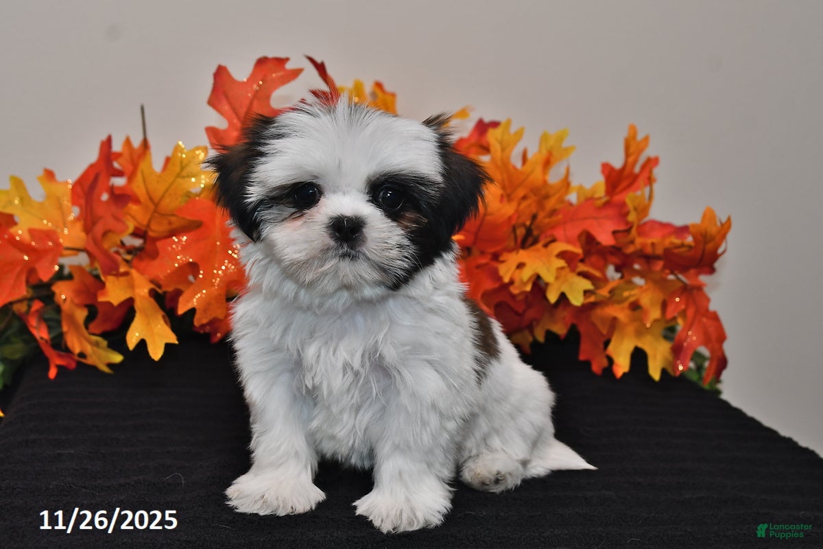 Shih Tzu dogs Calvin - Ad 8