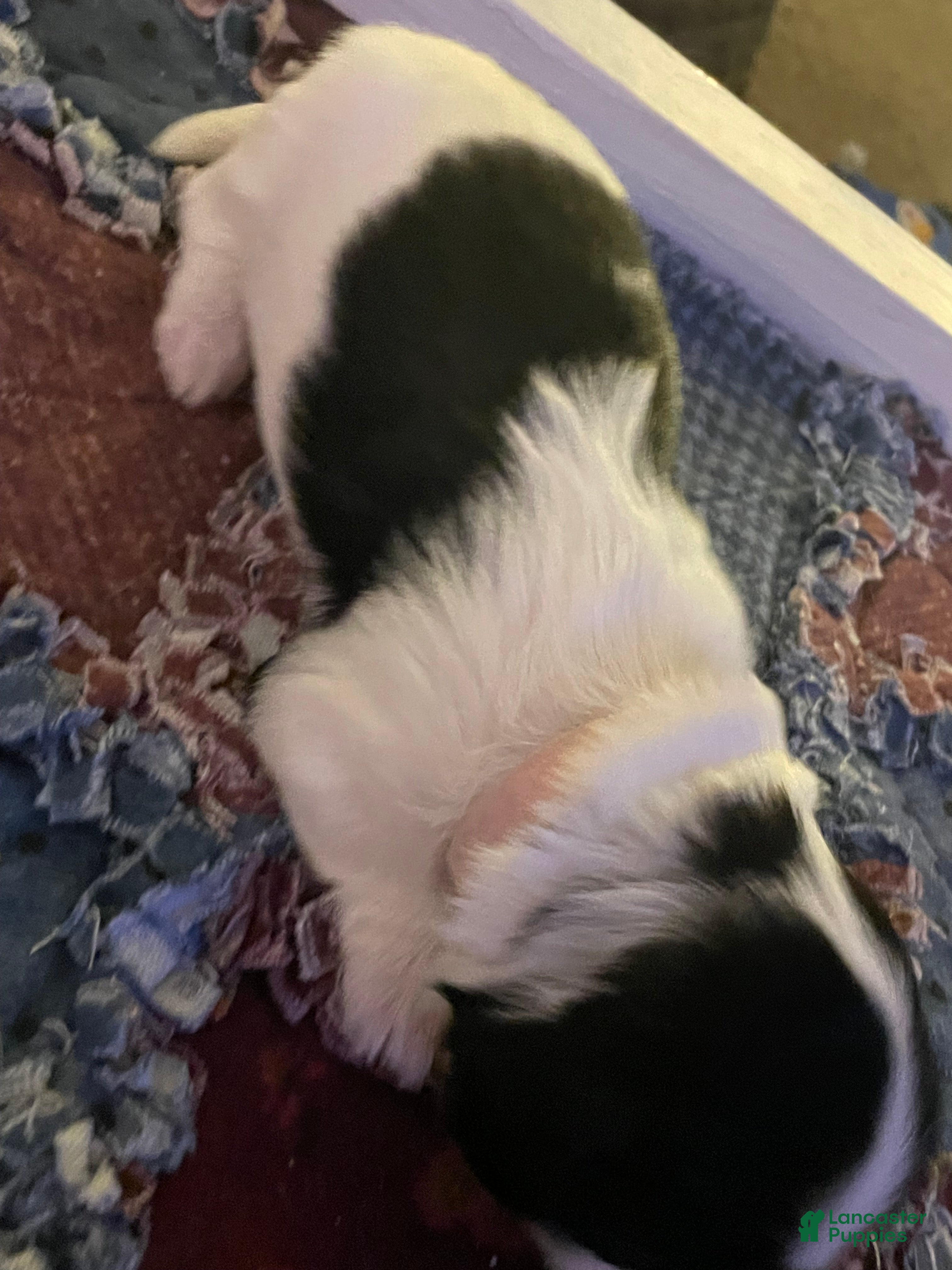 Mixed Breed dogs Poppy - Ad 38