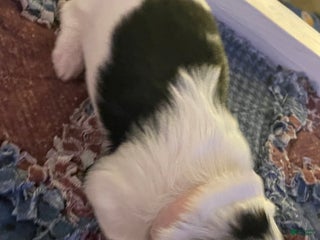 Mixed Breed dogs Poppy - Ad 38