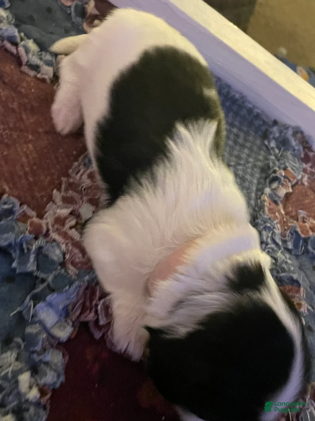 Mixed Breed dogs for sale: Poppy - Ad 4