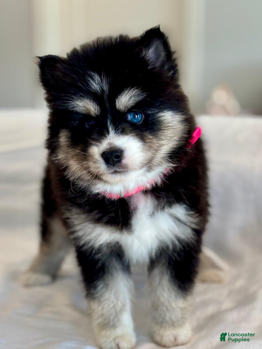 Pomsky dogs for sale: Faith.   Pomsky Puppy 3 - Ad 7