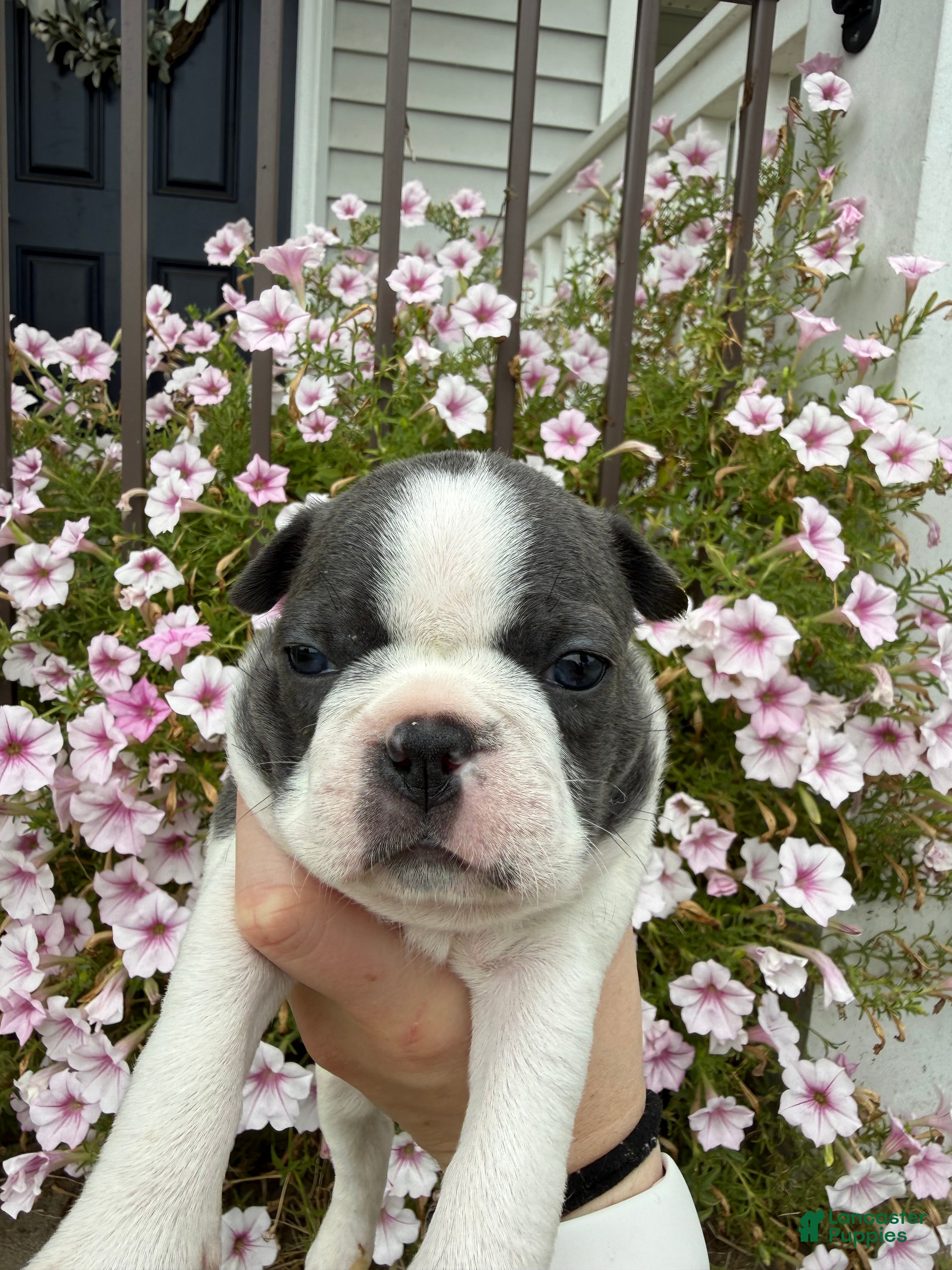 Boston Terrier dogs Boston Terrier 3 (Xena) - Ad 1