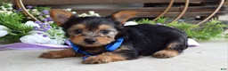 Yorkshire Terrier dogs for sale: Archie - Ad 6