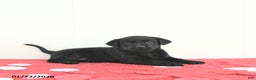 Labrador Retriever dogs for sale: Willow - Ad 4