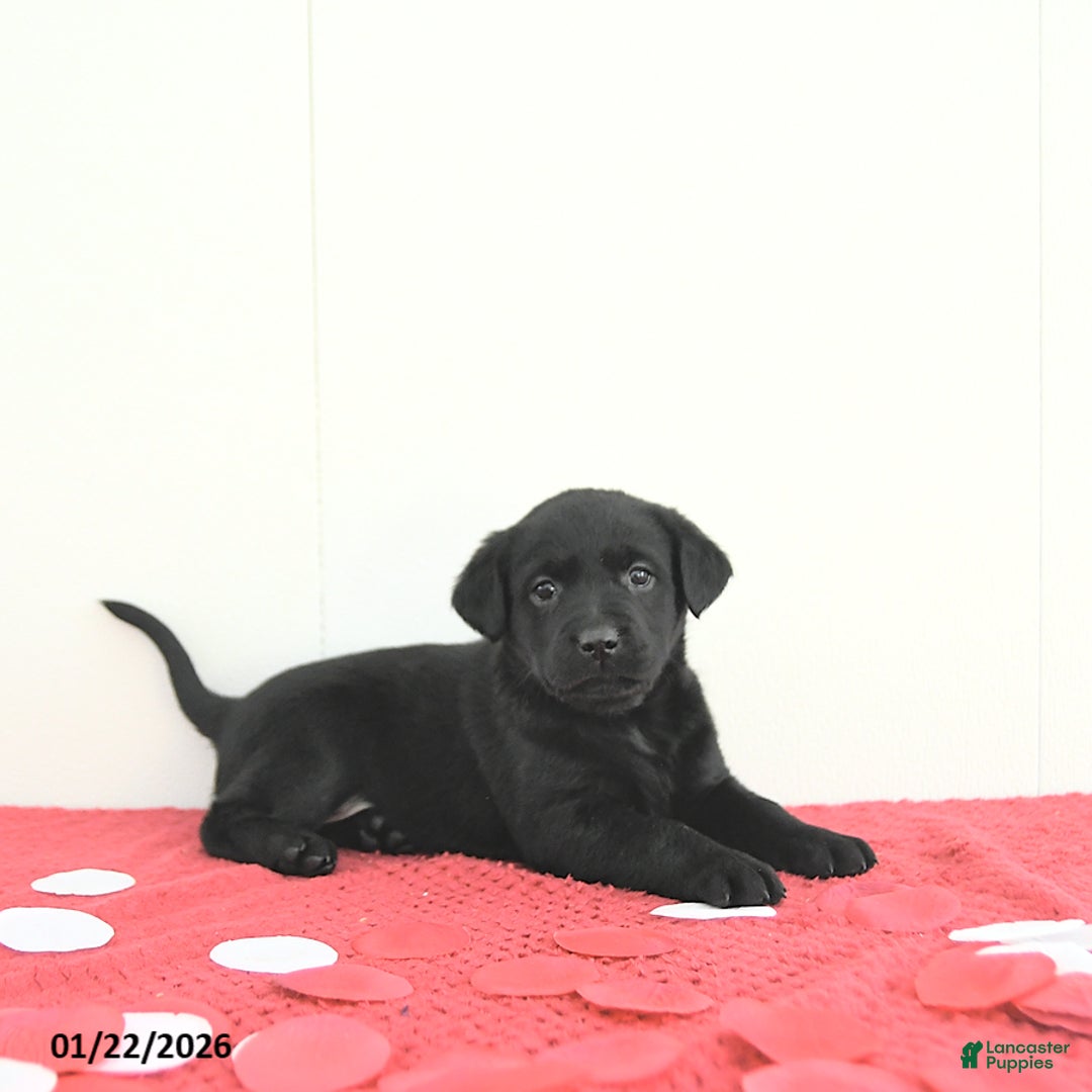 Labrador Retriever dogs for sale: Willow - Ad 4