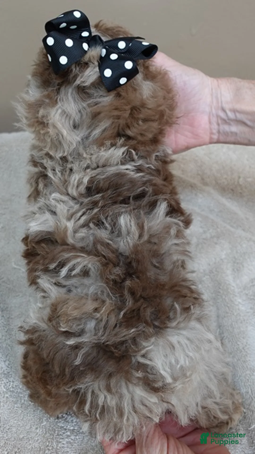 Toy Poodle dogs for sale: Chocolate merle rarest color in the world - Ad 14