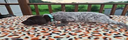 German Shorthaired Pointer dogs for sale: German Shorthaired Pointer Remi - Ad 5