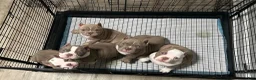 American Bully dogs for sale: American Bully Puppy 2 - Ad 4