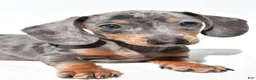 Dachshund dogs for sale: Teddy - Ad 7