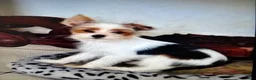 Biewer Terrier dogs for sale: Biewer Terrier 1 - Ad 2