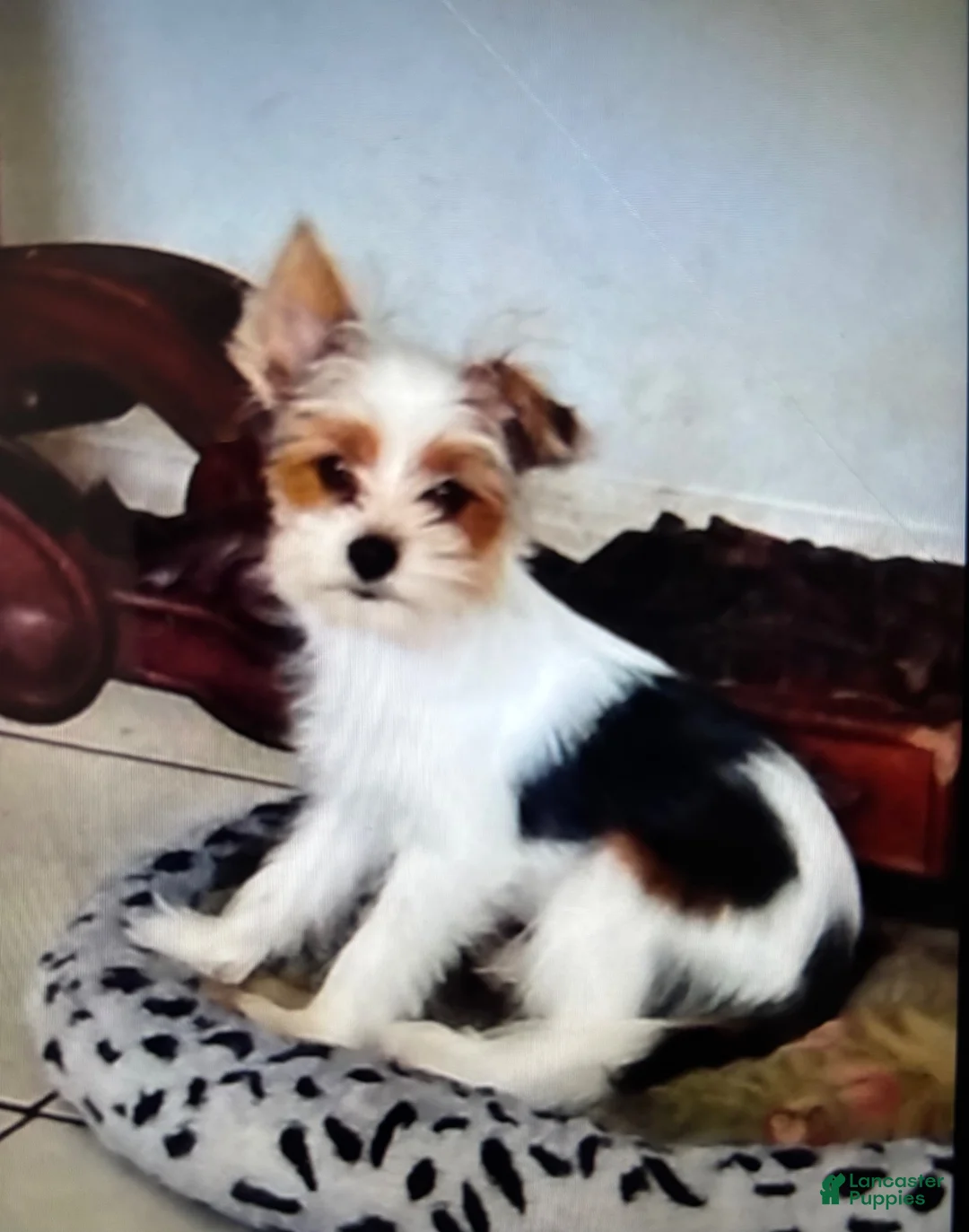Biewer Terrier dogs for sale: Biewer Terrier 1 - Ad 2