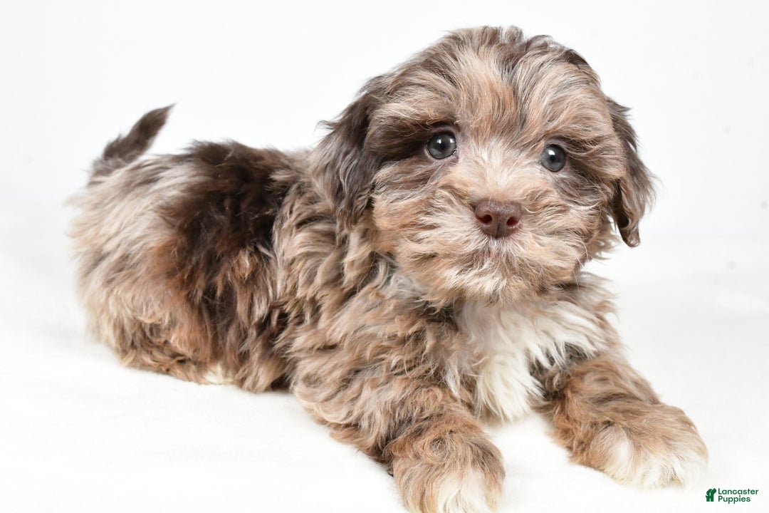 Shihpoo dogs for sale: Jordan - Ad 1