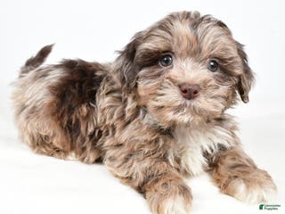 Shihpoo dogs Jordan - Ad 17
