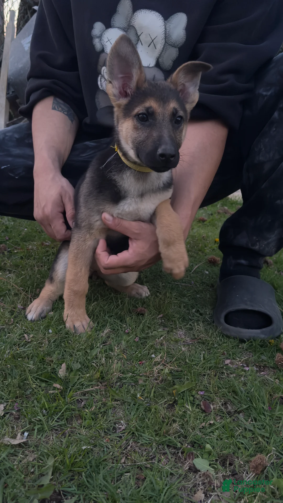 German Shepherd dogs for sale: Dakota - Ad 2