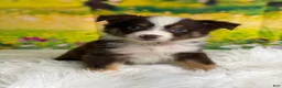 Australian Shepherd dogs for sale: Australian Shepherd Bogo - Ad 3