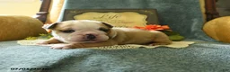 English Bulldog dogs for sale: Yvett - Ad 4